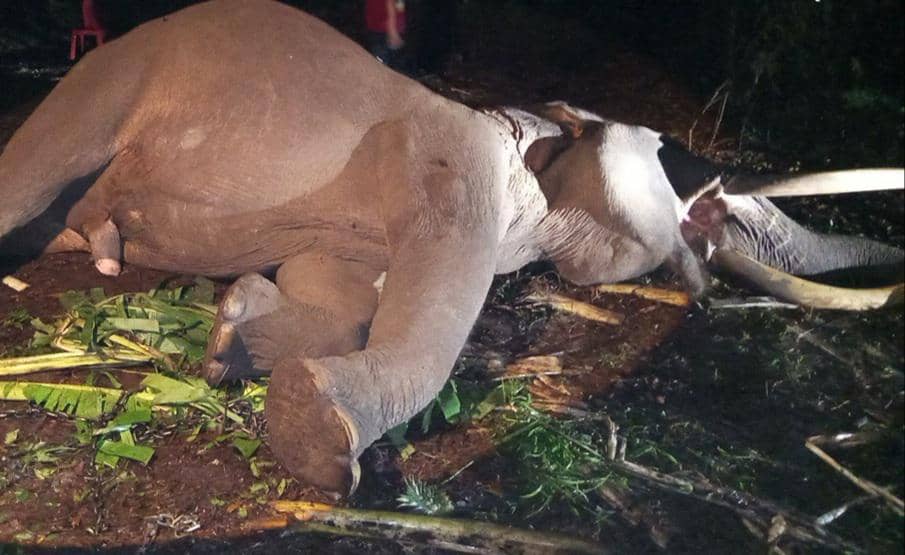 Gajah Andalan Tim Flying Squad di Riau Mati, Ini Penyebabnya