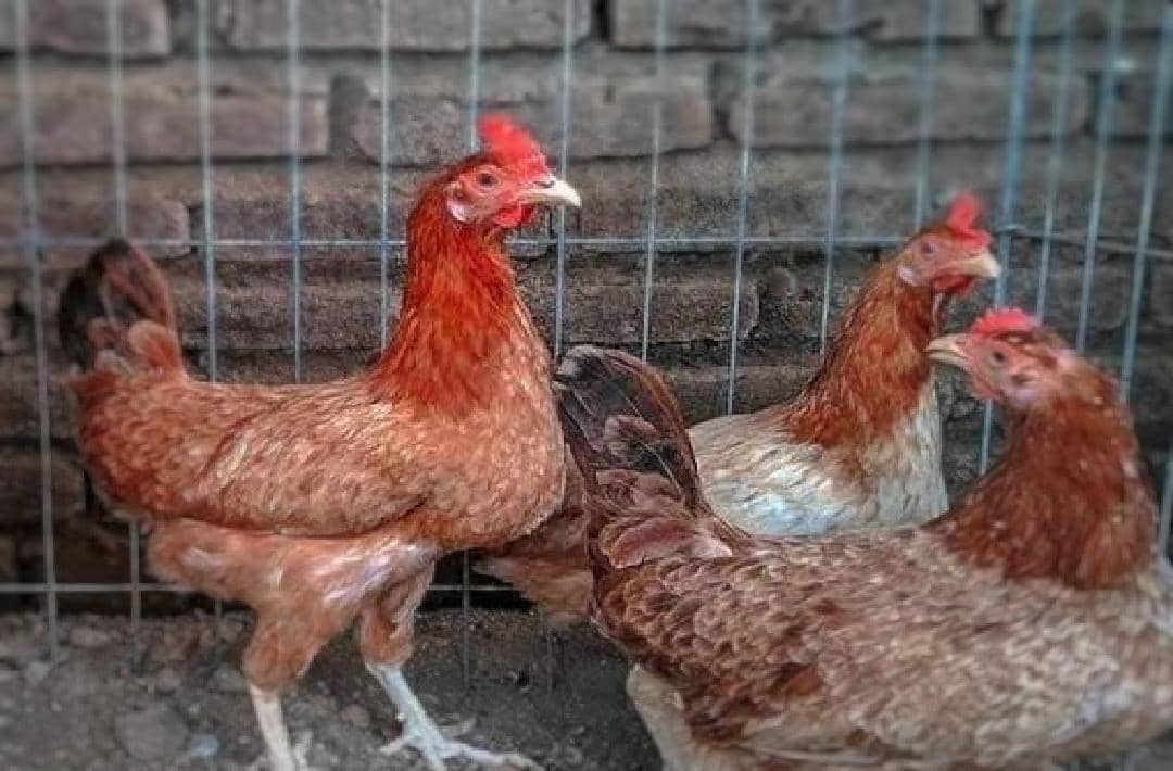 Beberapa ayam Elba berwarna cokelat kemerahan berada di dalam kandang kawat dengan latar dinding bata di belakangnya.