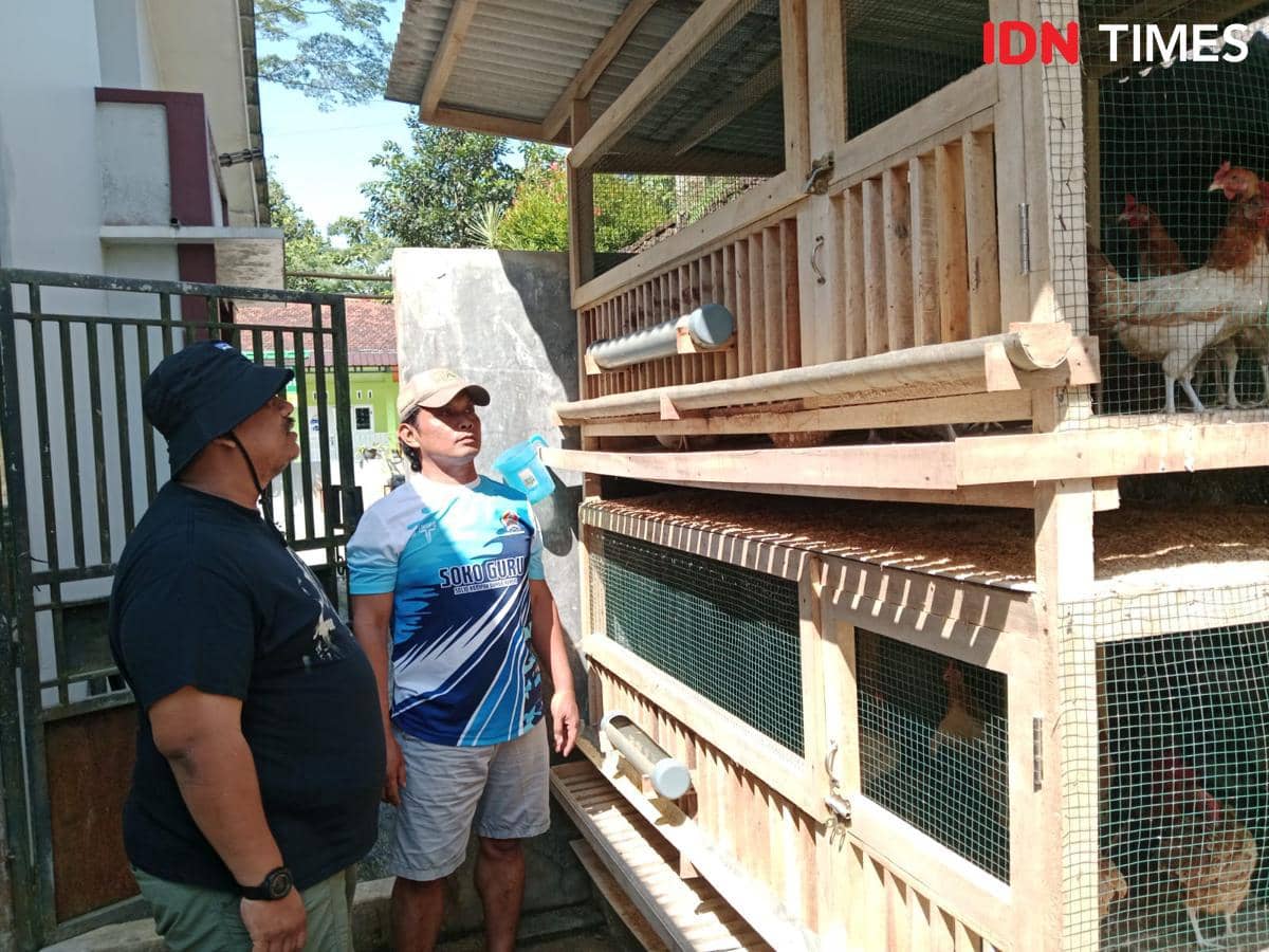 Dua pria berdiri di depan kandang ayam kayu bertingkat yang bersih dan rapi, memperhatikan ayam Elba di dalamnya pada siang hari.