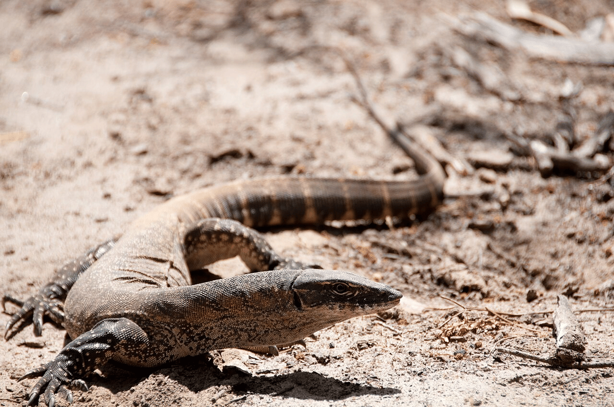 biawak rosenberg