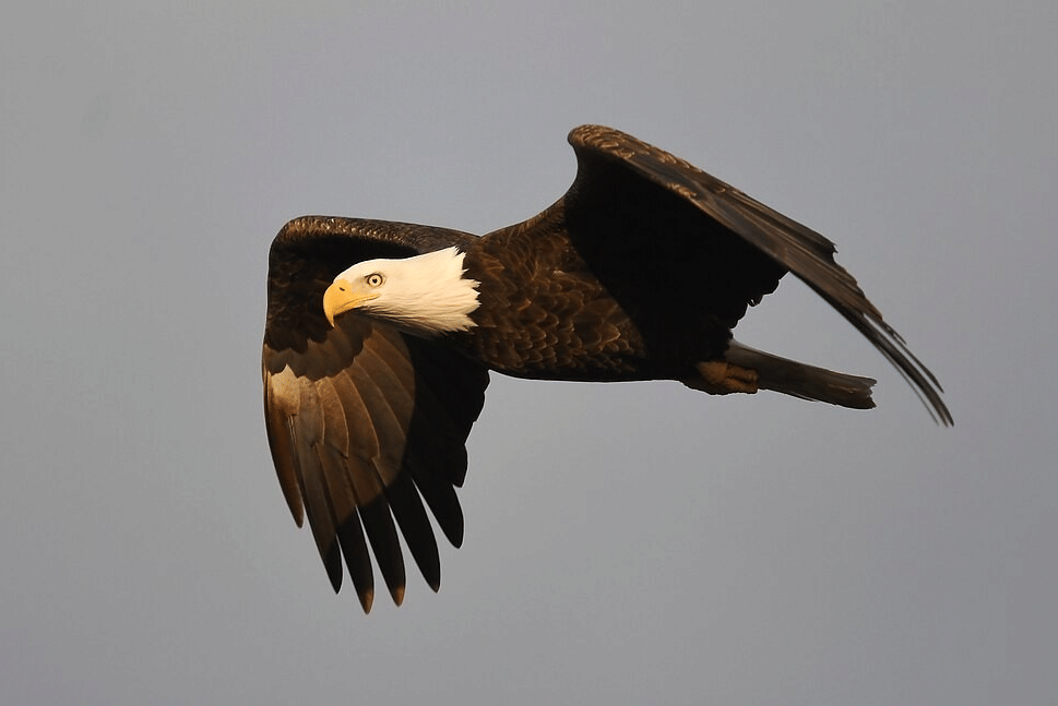 burung elang