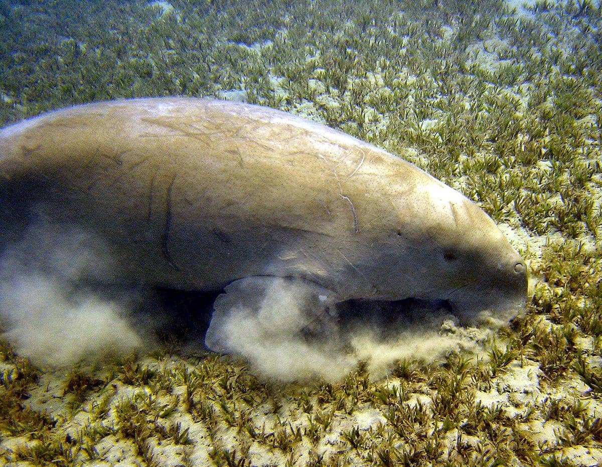 Dugong adalah salah satu hewan laut yang memakan buah lamun