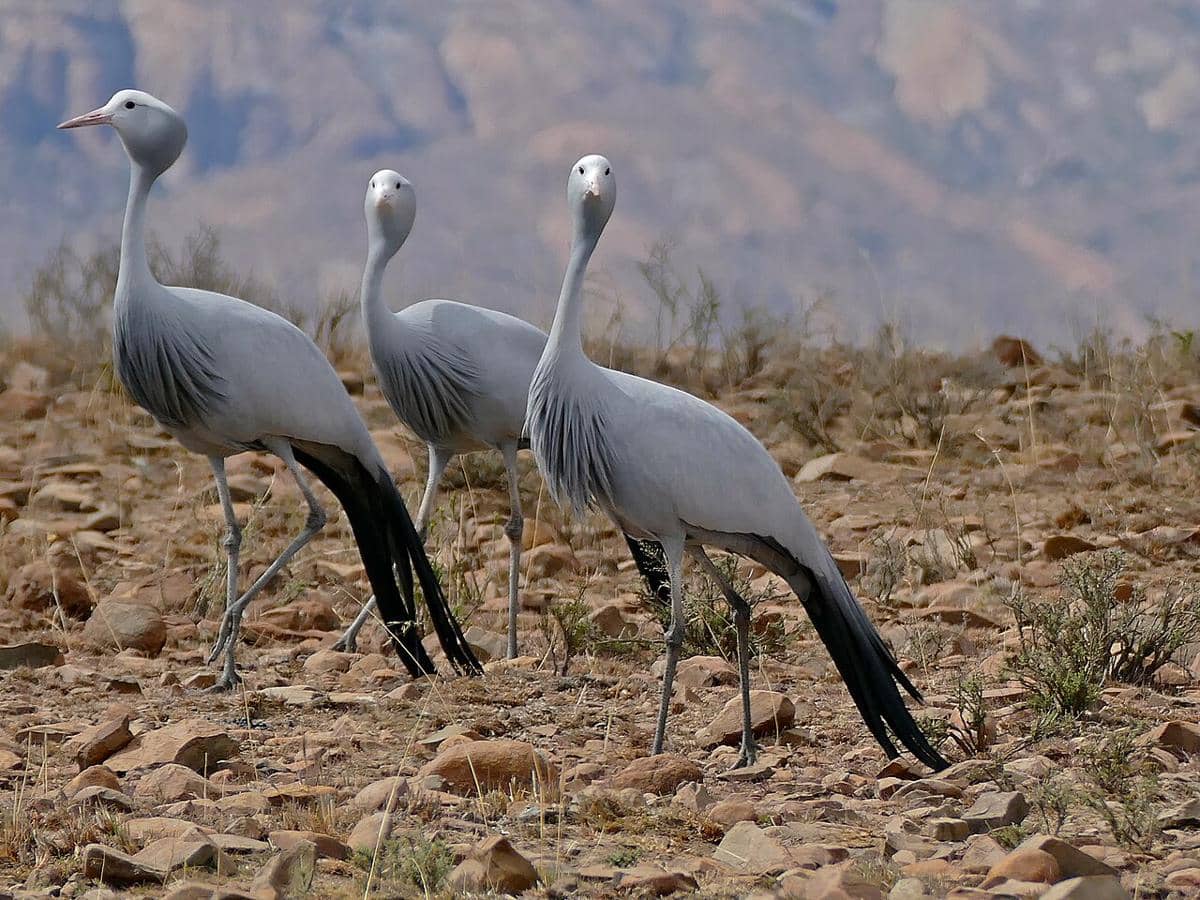 Burung jenjang biru