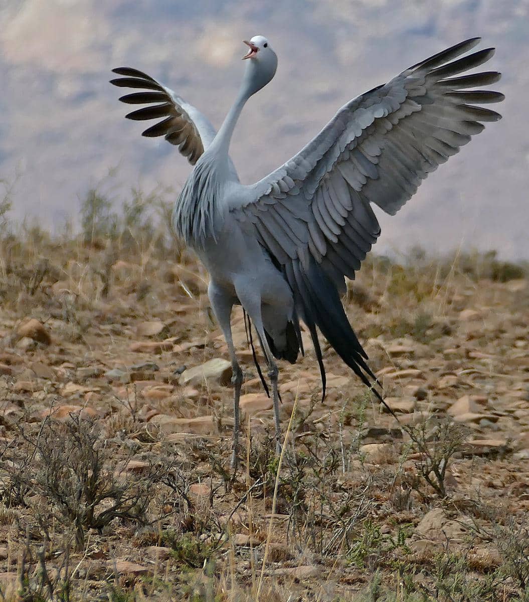 Burung jenjang biru