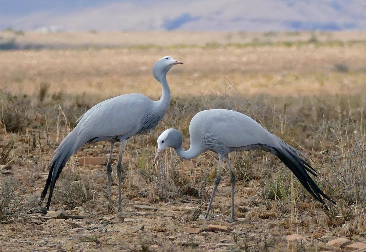 5 Fakta Jenjang Biru, Burung Nasional Afrika Selatan yang Menawan