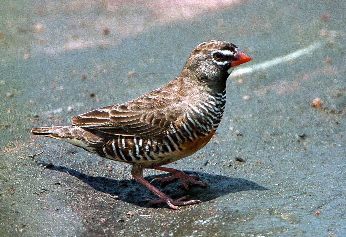 5 Fakta African Quailfinch, Pipit yang Perilakunya Lebih Mirip Puyuh