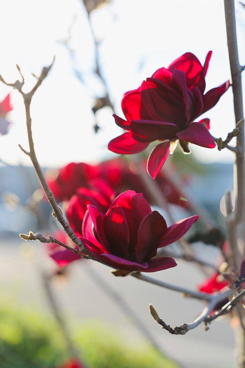 ilustrasi magnolia merah