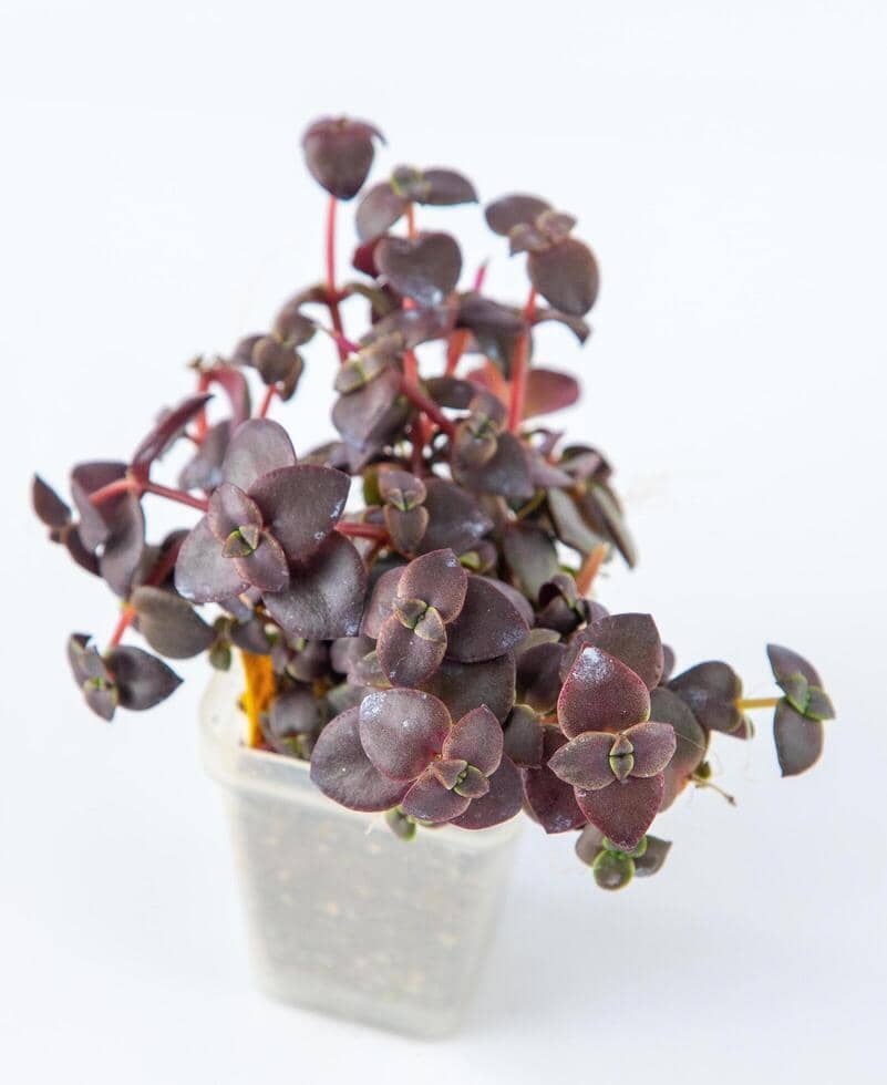 ilustrasi crassula pellucida