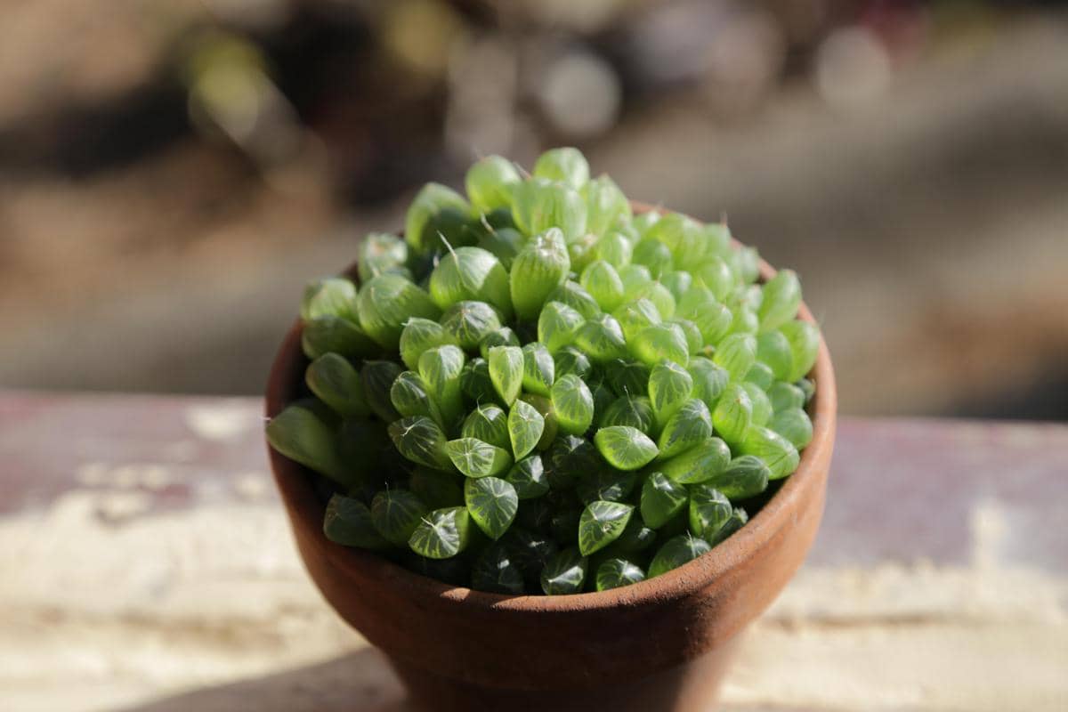 ilustrasi haworthia cooperi