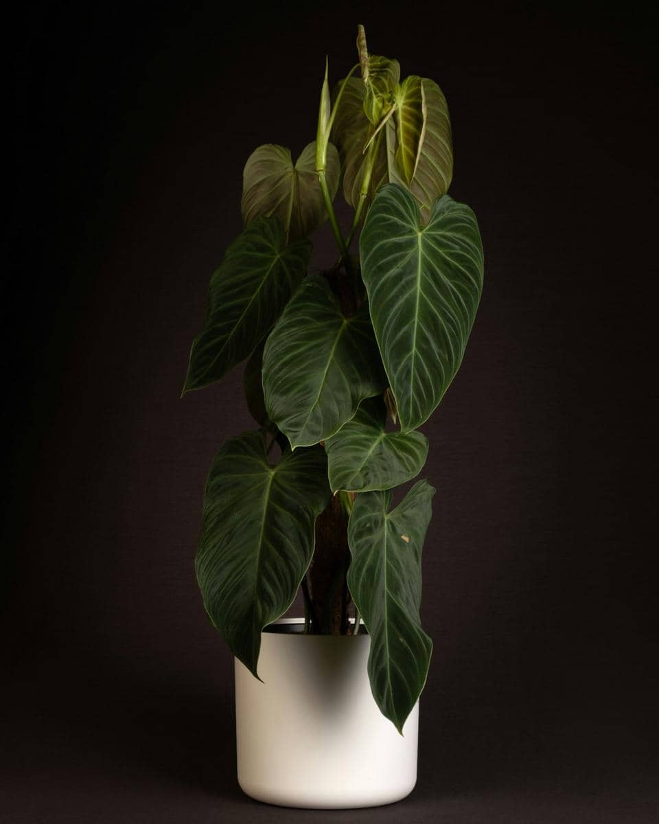 ilustrasi philodendron melanochrysum