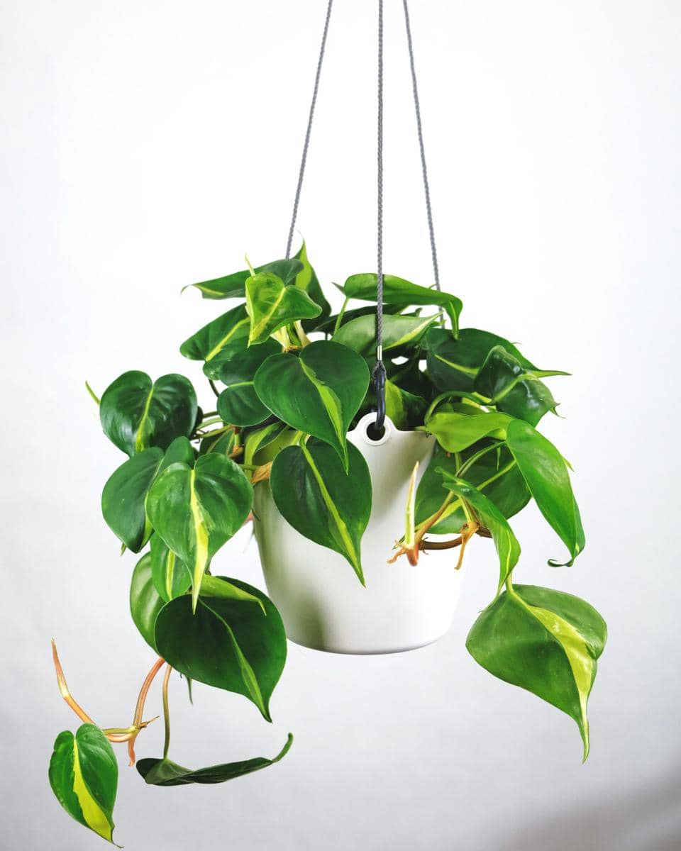 ilustrasi philodendron heartleaf