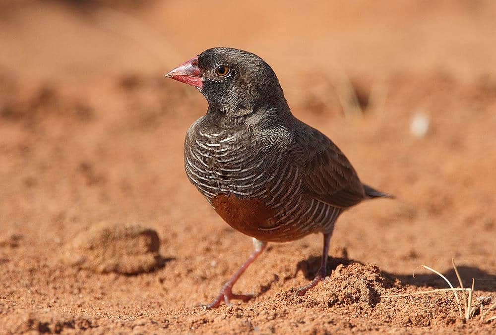 Burung African quailfinch