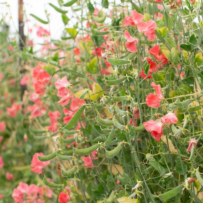 ilustrasi hotham red sweet pea
