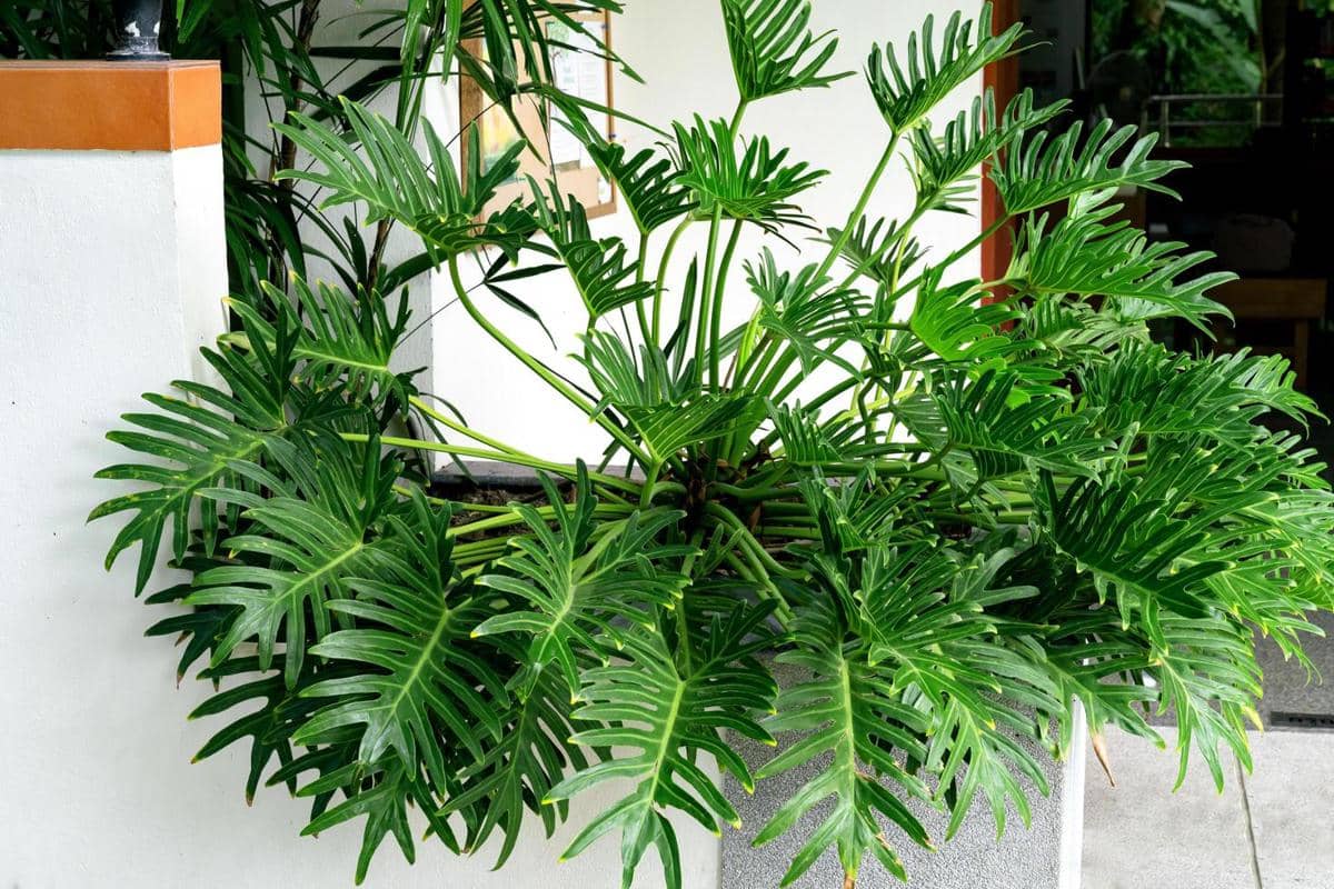 5 Jenis Philodendron untuk Dekorasi Rumah yang Elegan, Terlihat Asri!