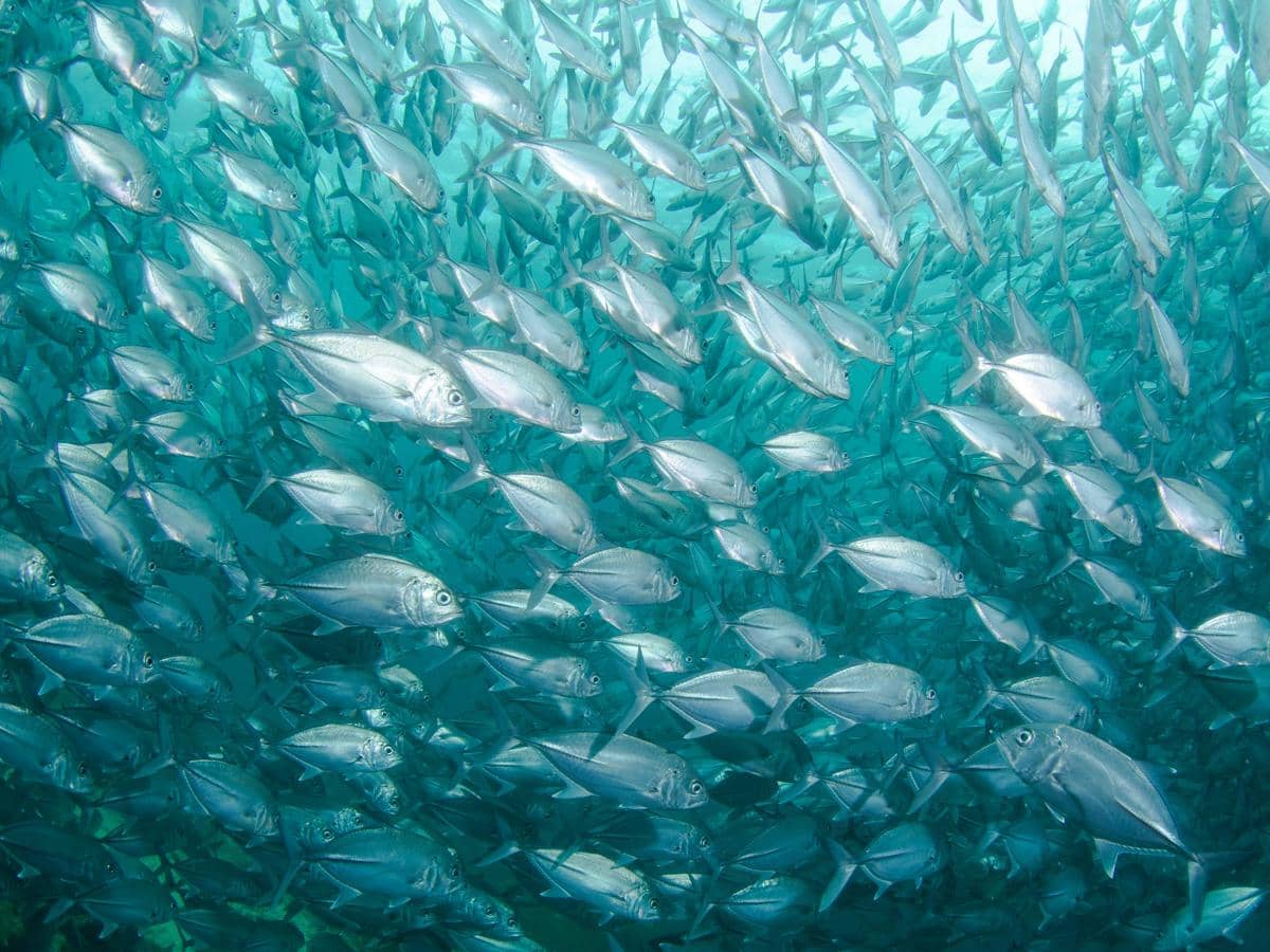 Sekelompok ikan tuna berenang beriringan di dalam air laut yang jernih.