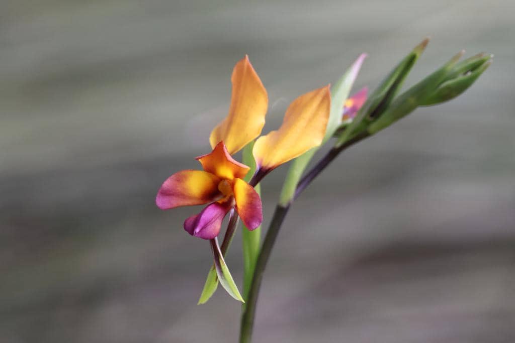 Anggrek Diuris magnifica