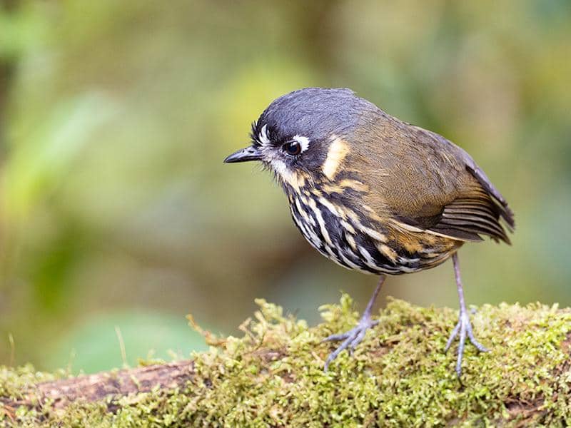 Burung Grallaricula lineifrons