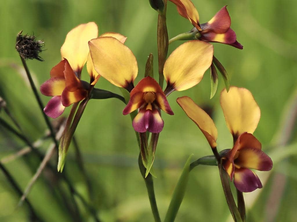 Anggrek Diuris magnifica