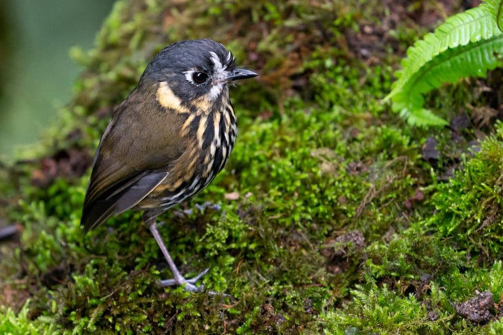 Burung Grallaricula lineifrons