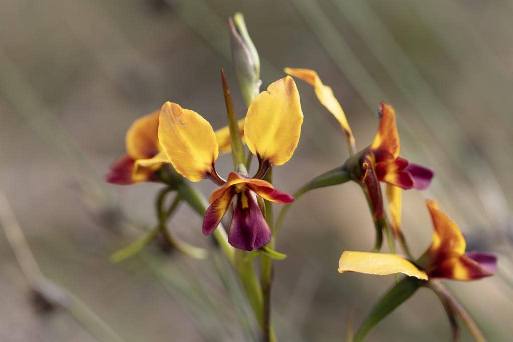 5 Fakta Large Pansy Orchid, Anggrek Unik Endemik Australia Barat
