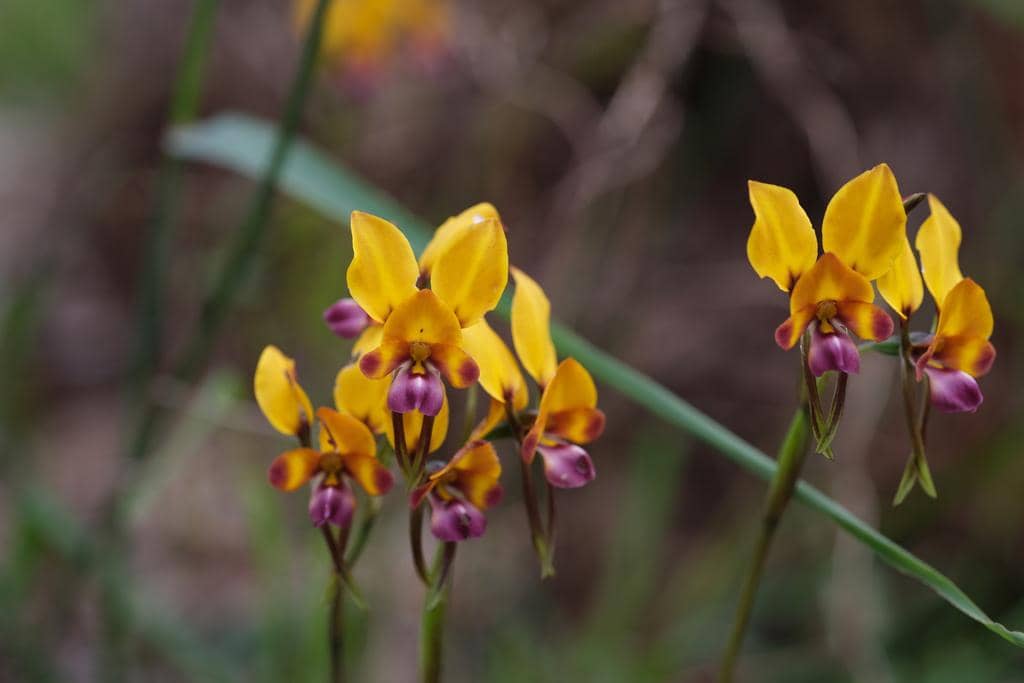 Anggrek Diuris magnifica