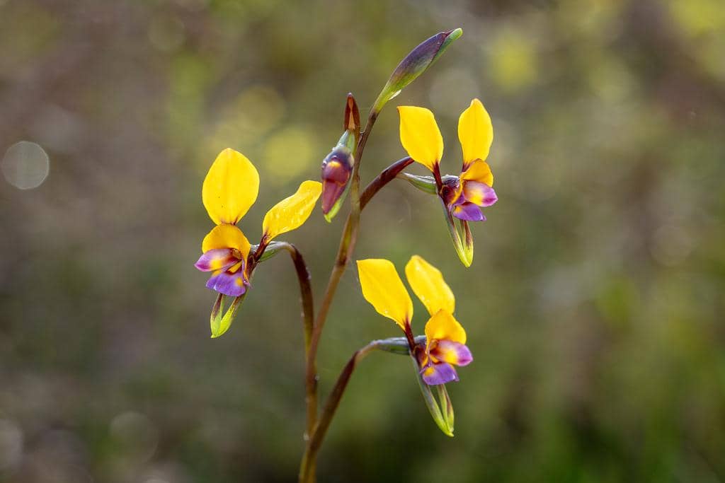 Anggrek Diuris magnifica