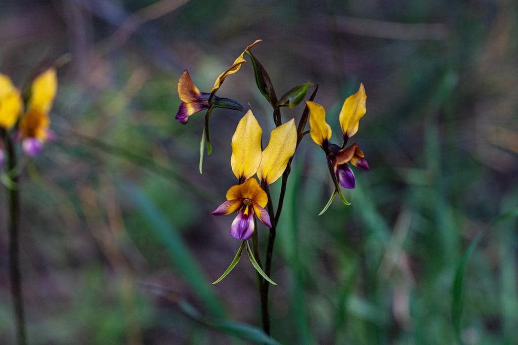 Anggrek Diuris magnifica