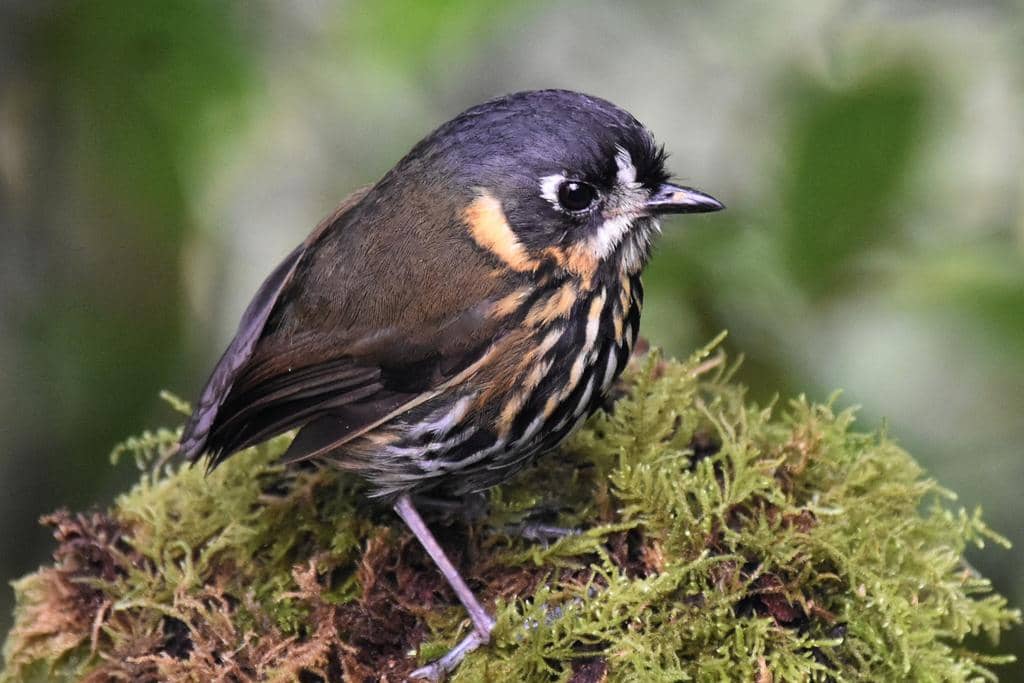 Burung Grallaricula lineifrons