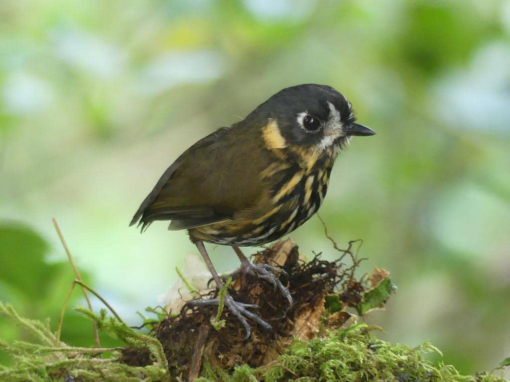 Burung Grallaricula lineifrons