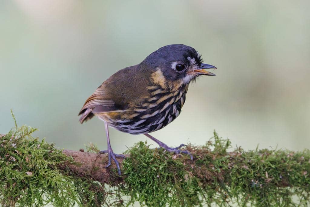 Burung Grallaricula lineifrons