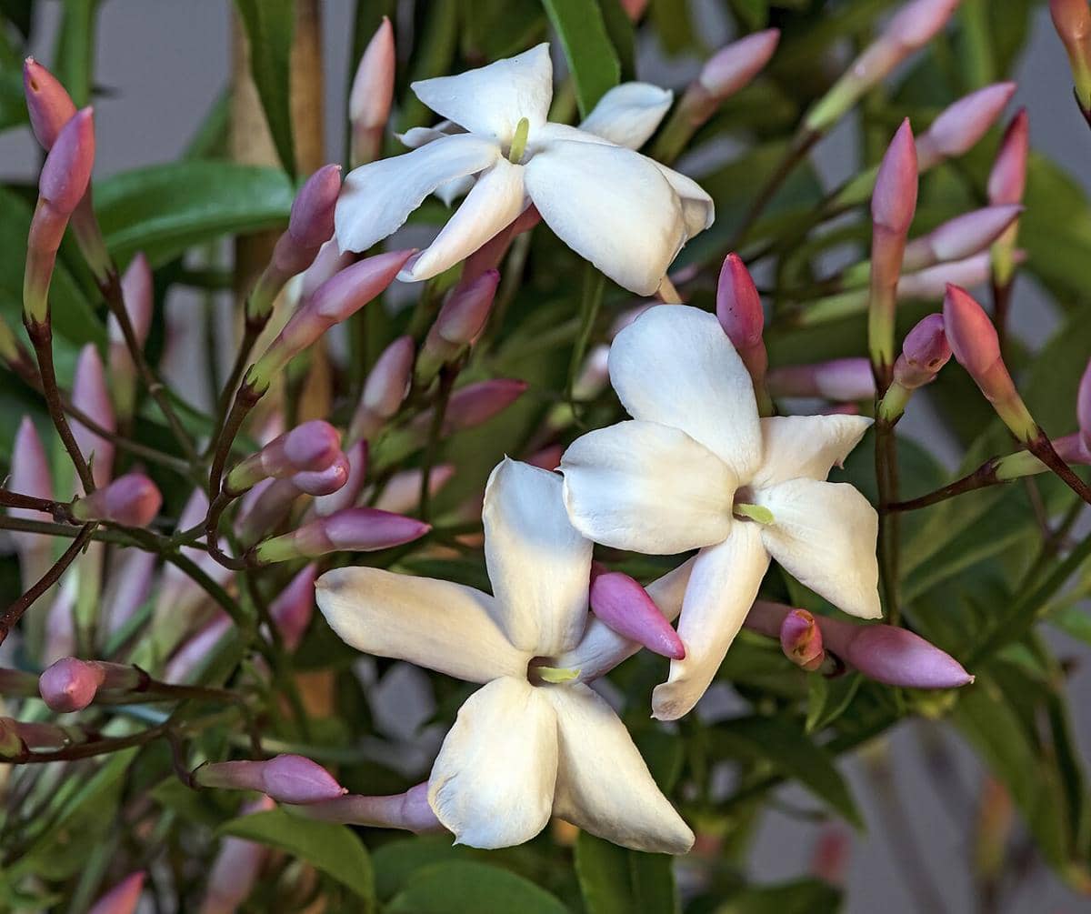 ilustrasi jasminum polyanthum