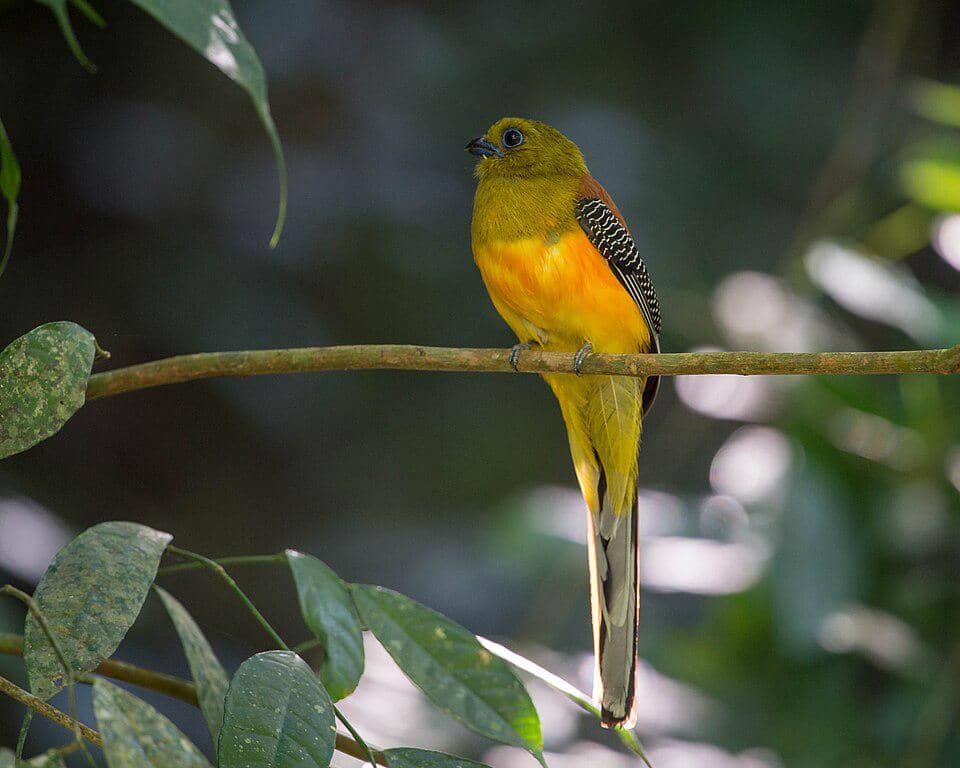 Burung luntur harimau bertengger di pohon.