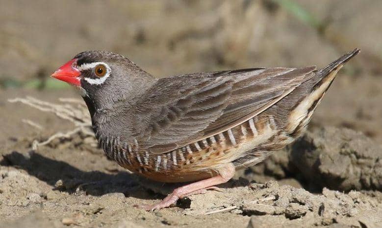 Burung African quailfinch