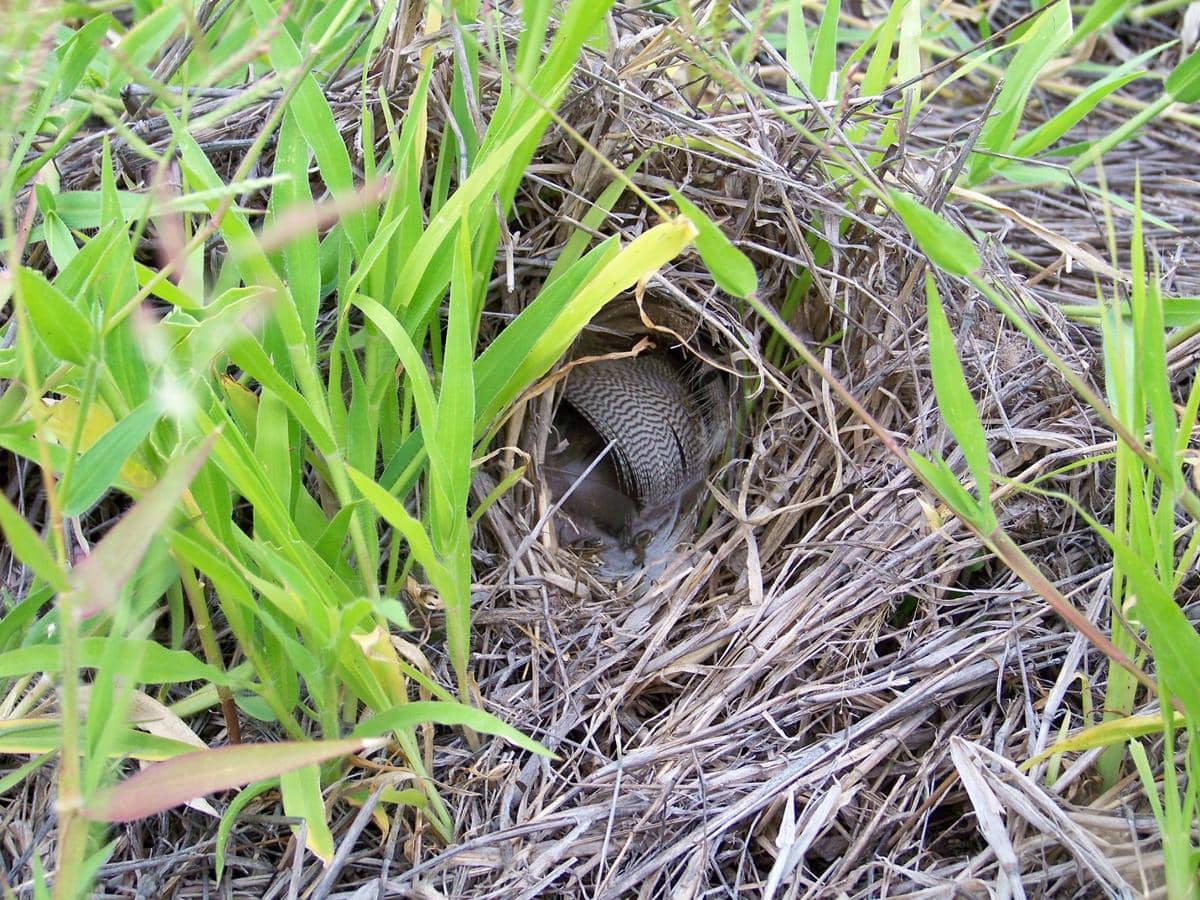 Burung African quailfinch membangun sarang di rumpun rerumputan