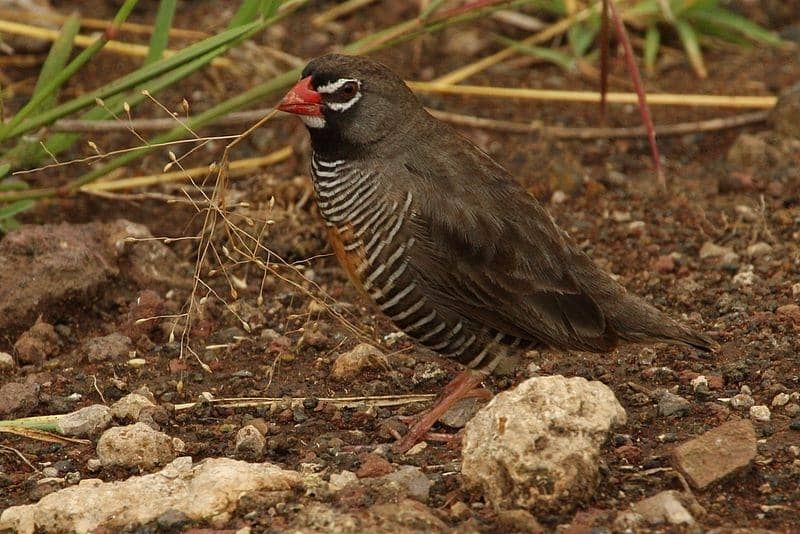 Burung African quailfinch kelompok fuscocrissa punya semacam kacamata di sekitar matanya