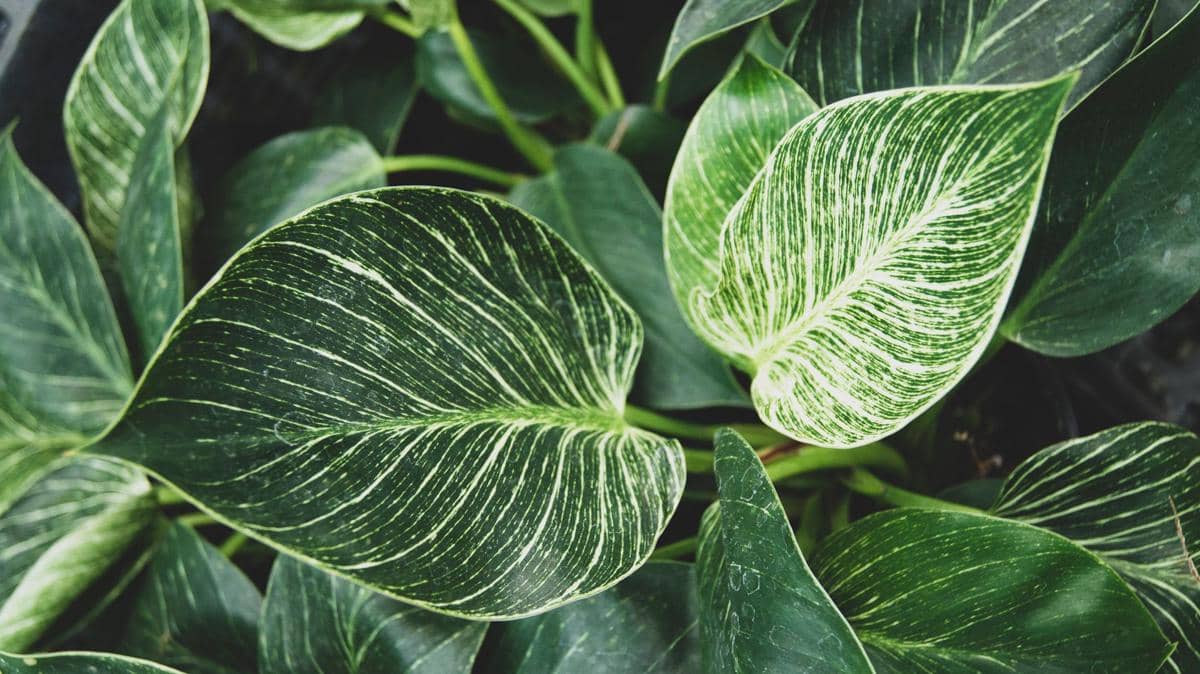 ilustrasi philodendron birkin