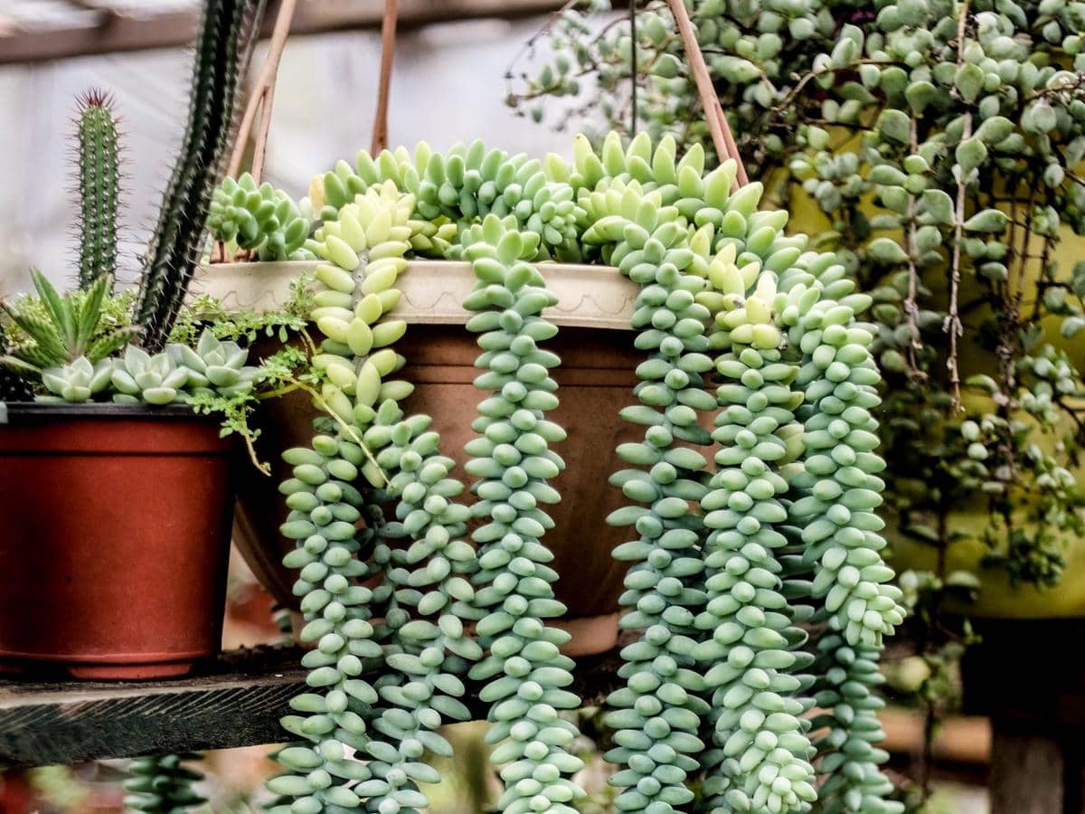 5 Tanaman Sukulen yang Cocok Digantung, Ideal buat Mempercantik Rumah