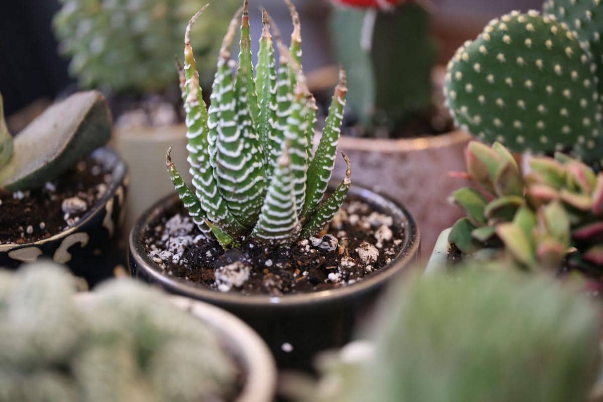 ilustrasi haworthia zebra