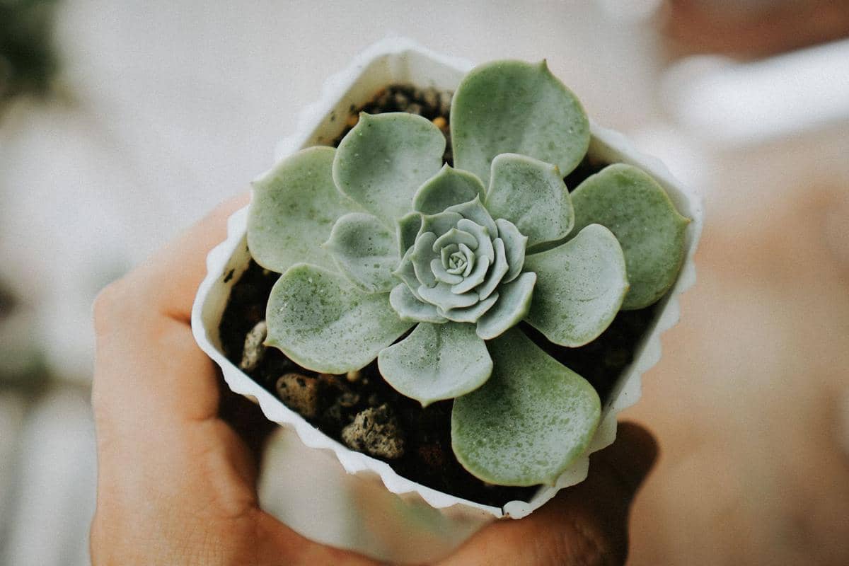 ilustrasi echeveria minima