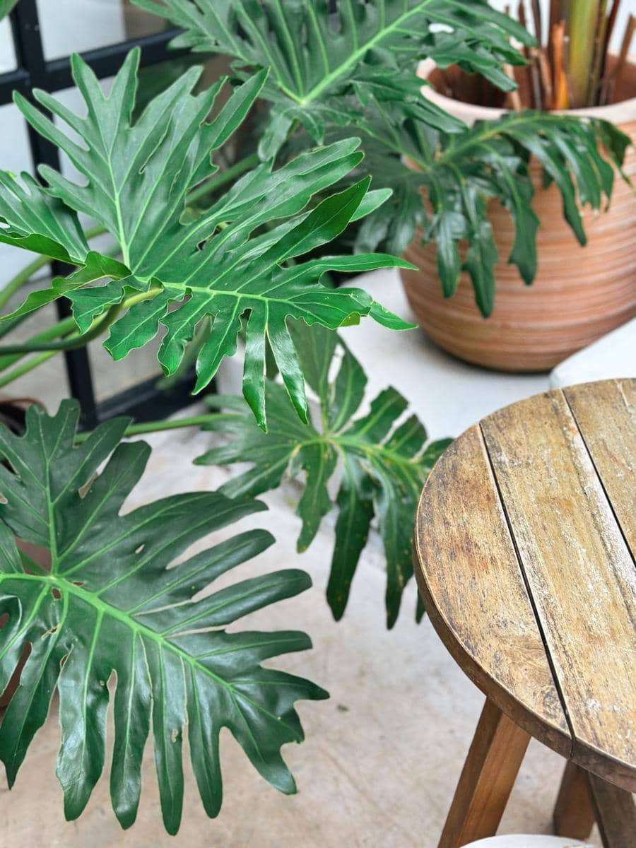 ilustrasi philodendron xanadu