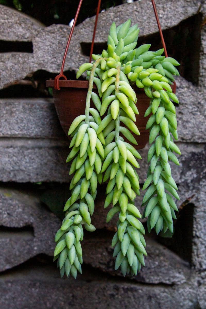 ilustrasi burro’s tail