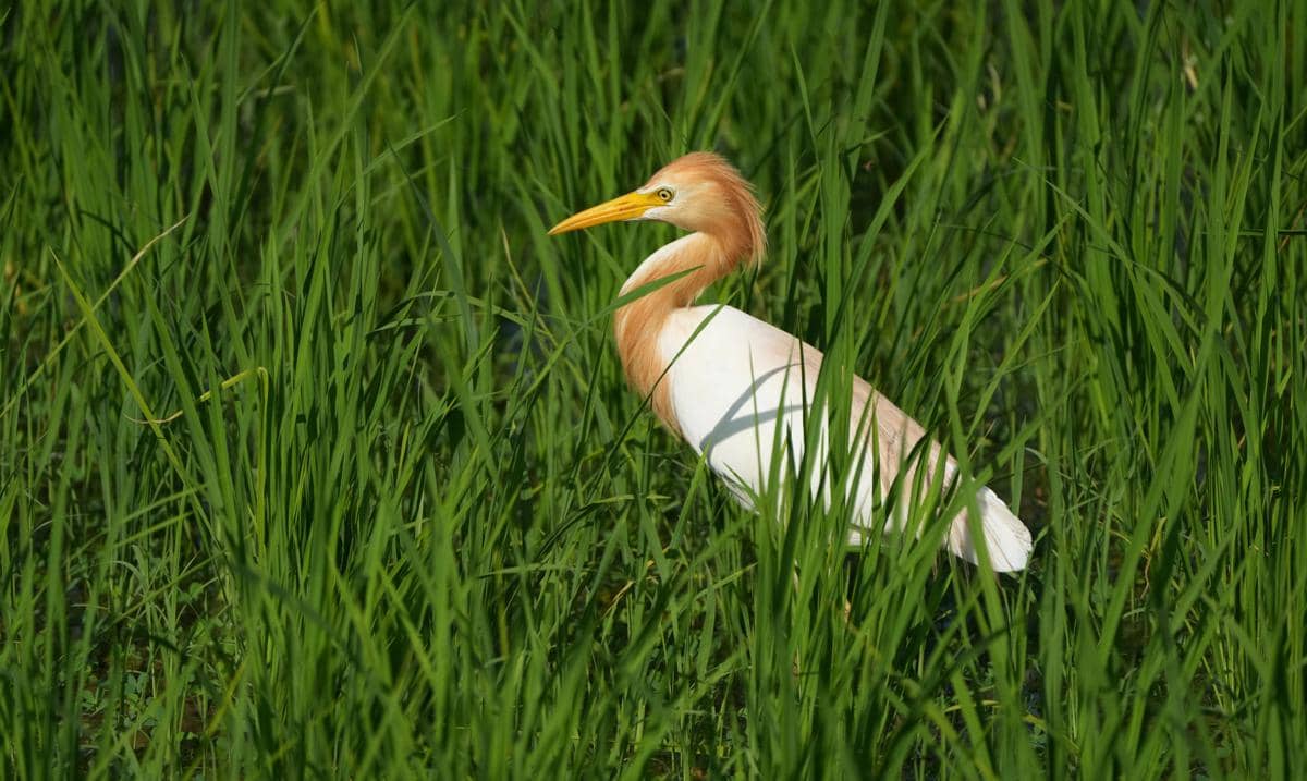 Burung kuntul sapi