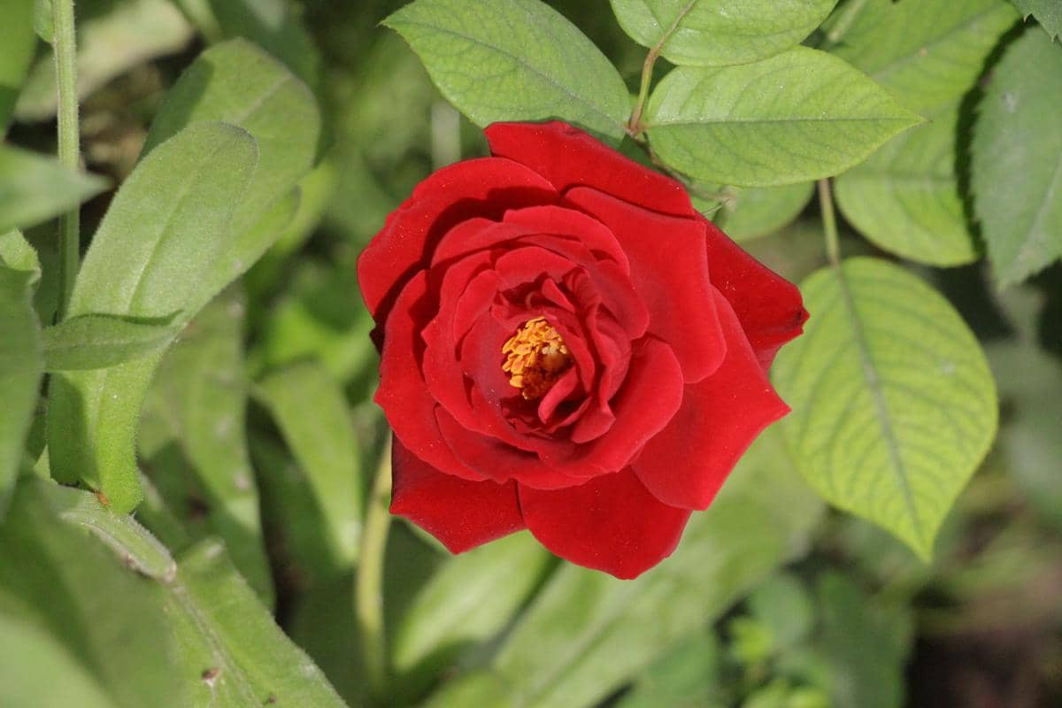ilustrasi mawar merah floribunda