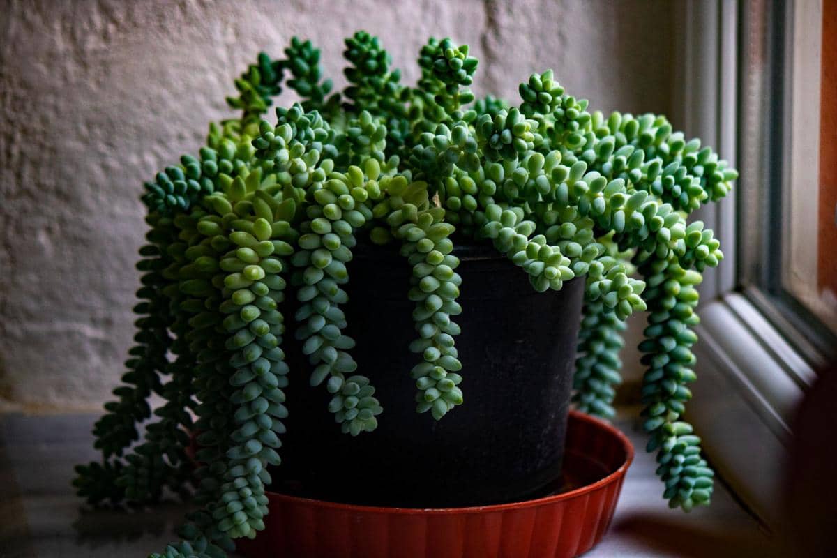 ilustrasi burro’s tail