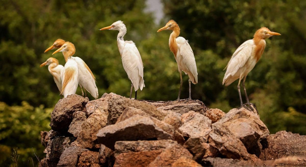 Burung kuntul sapi
