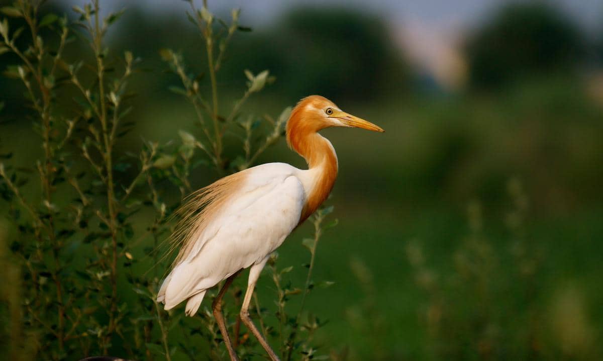 5 Fakta Menarik Burung Kuntul Sapi yang Punya Geng Bersama Mamalia 