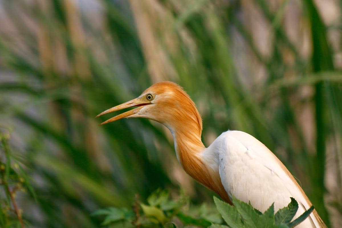 Burung kuntul sapi