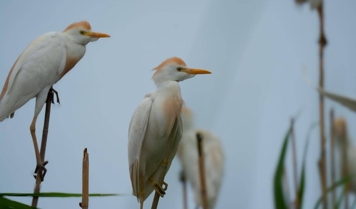 Burung kuntul sapi
