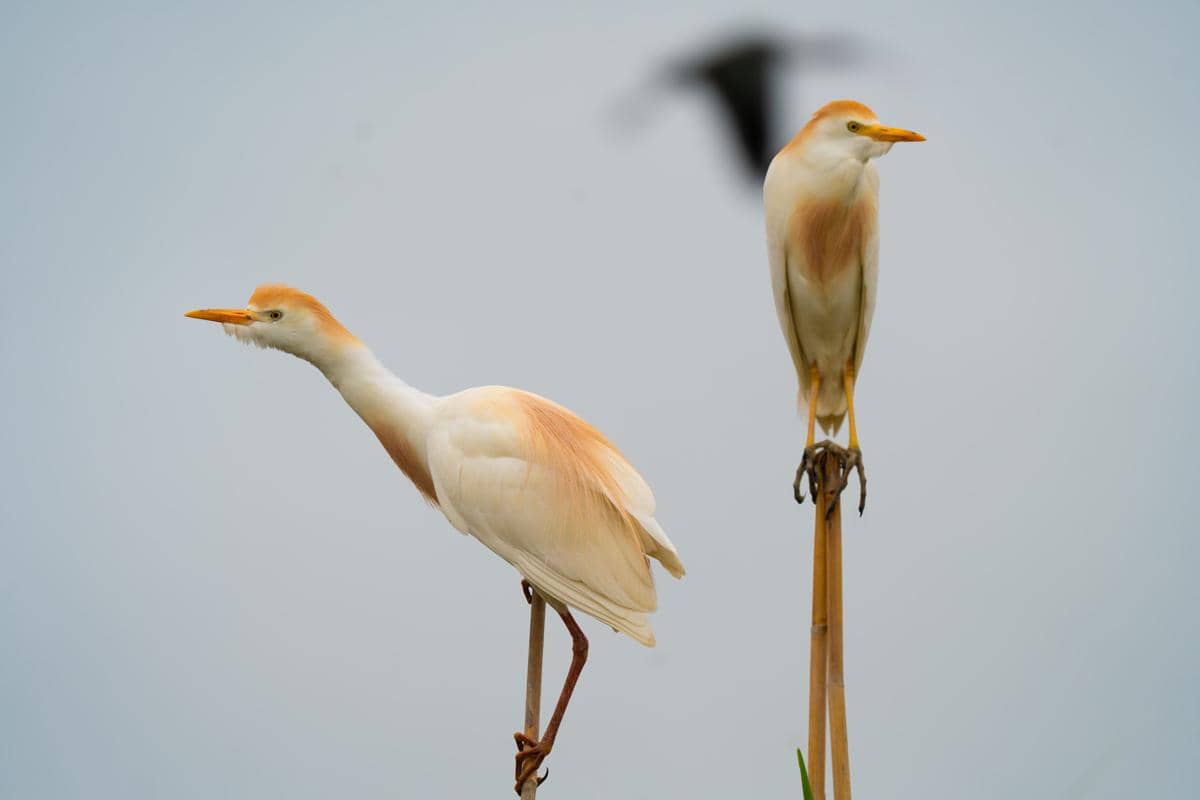 Burung kuntul sapi