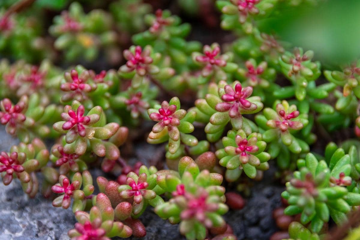 ilustrasi sedum album